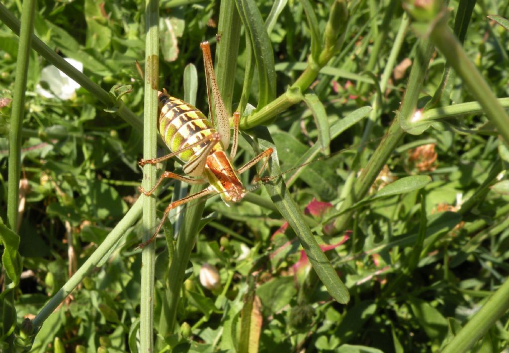 Grossi ortotteri greci